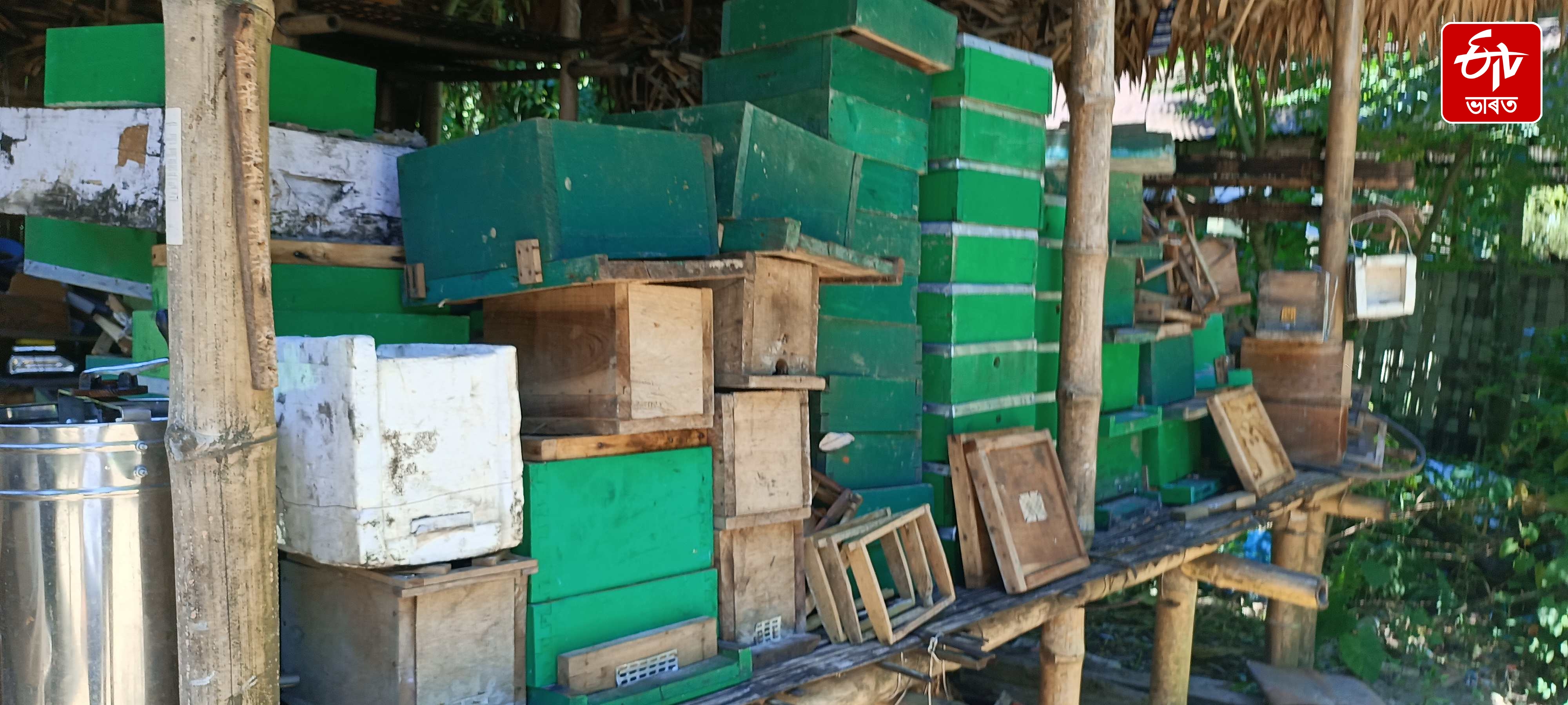 A honey farmer dreams of producing Apitoxin and capturing the global market