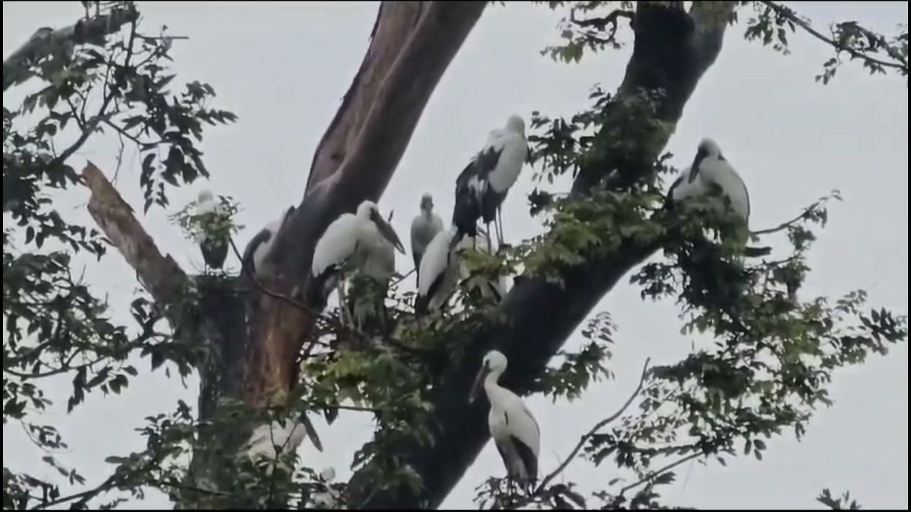 Migration of Siberian birds to Korba