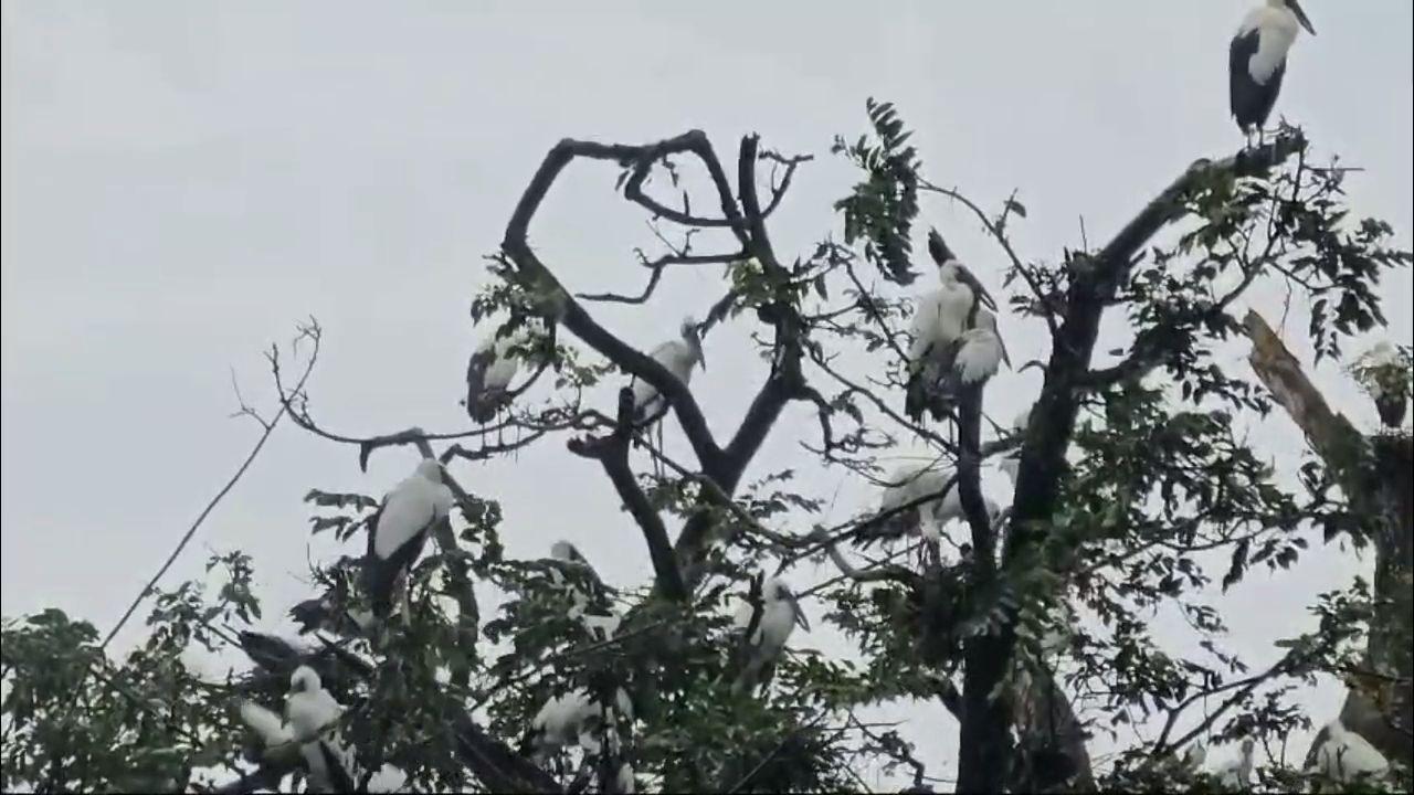 Siberian birds in Korba