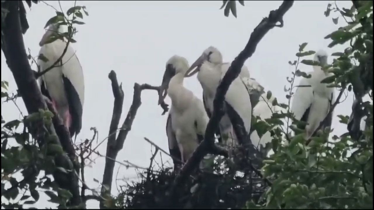 Siberian birds arriving with the message of the monsoon.