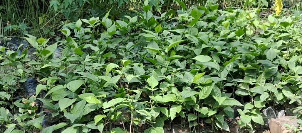 उद्यान विभाग फ्री दे रहा ये फलदार पौधे