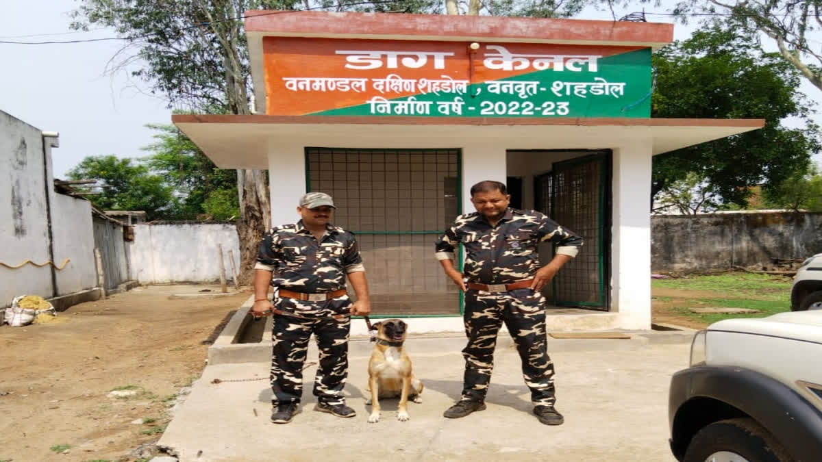 Genie: The Pride Of Shahdol That Protects Tigers At Bandhavgarh