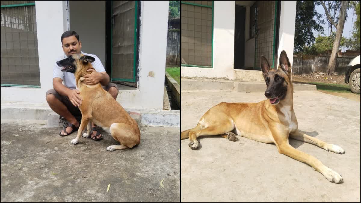 Dog Protecting Tigers