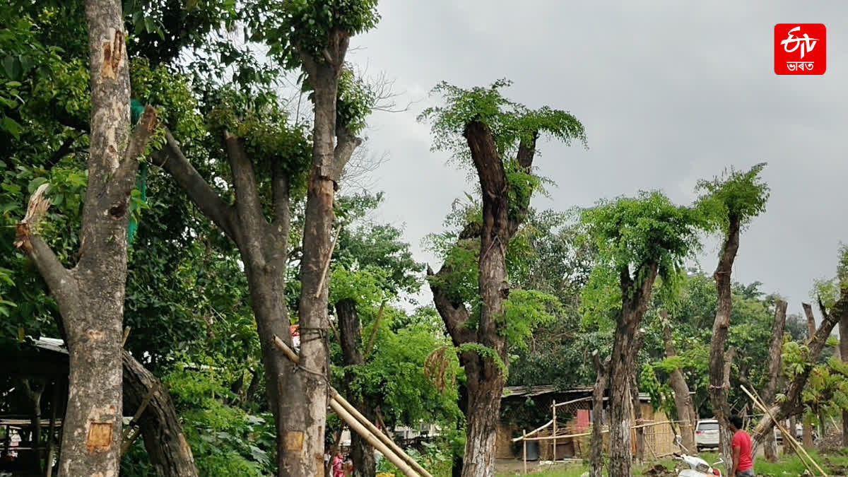 recent transfer trees from Ambari to Brahmaputra riverbank alive
