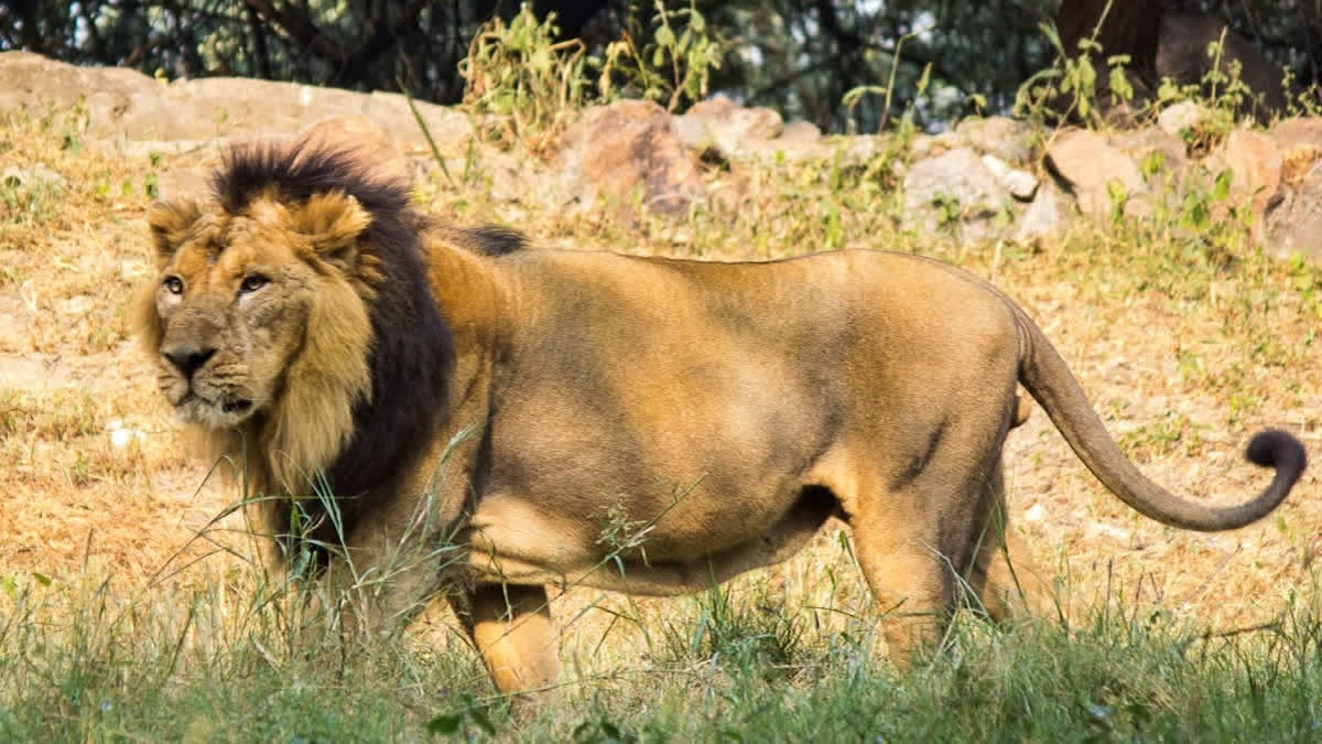 Carcass Of Lioness Found In Gujarat's Amreli; Concern Raised Over Recent Fatalities of Lions Carcass Of Lioness Found In Gujarat's Amreli; Concern Raised Over Recent Fatalities of Lions
