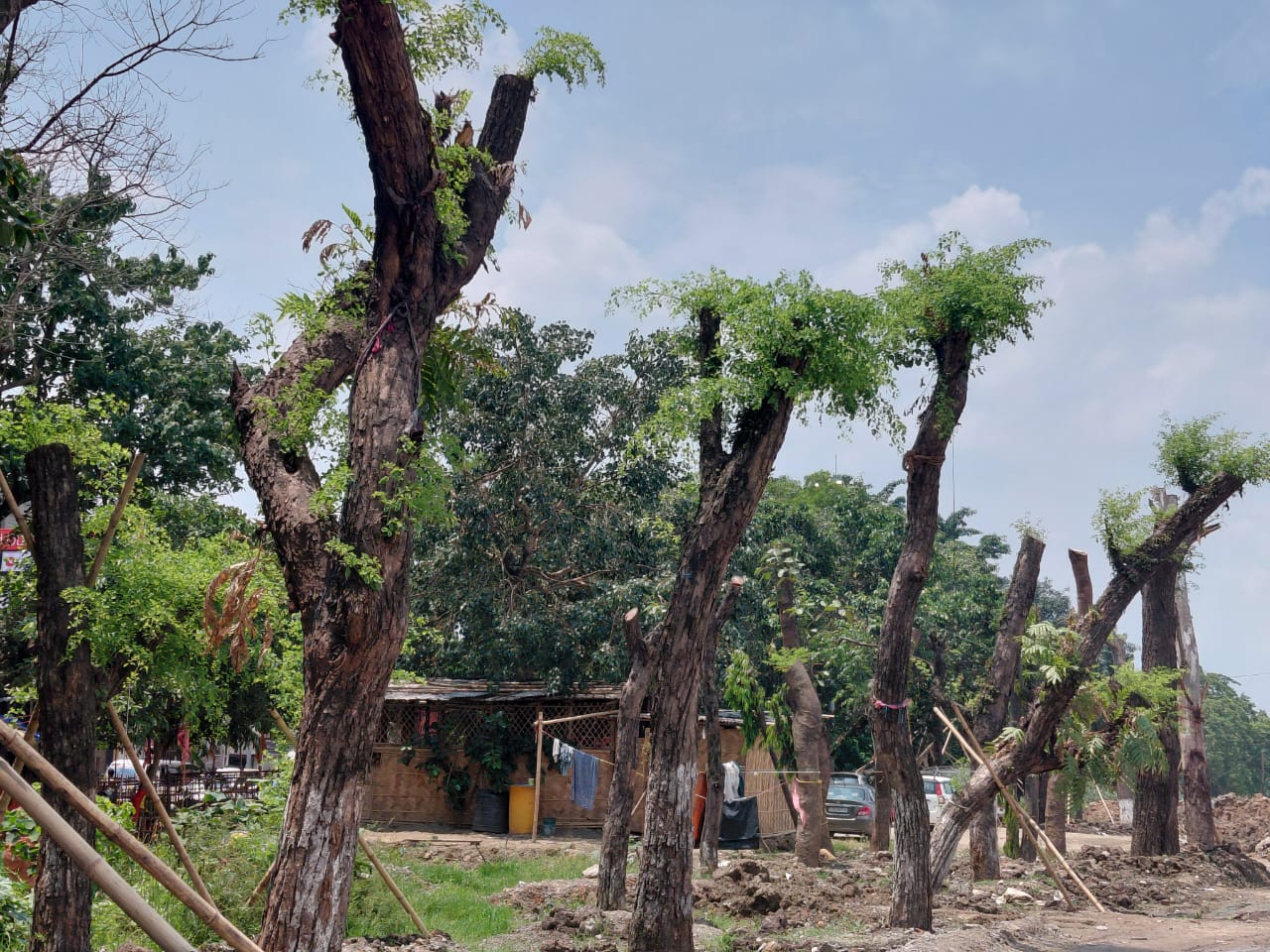 recent transfer trees from Ambari to Brahmaputra riverbank alive