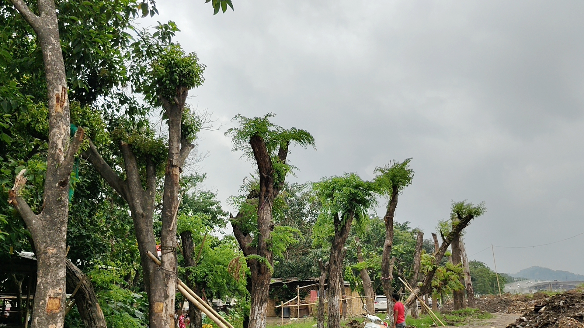 recent transfer trees from Ambari to Brahmaputra riverbank alive