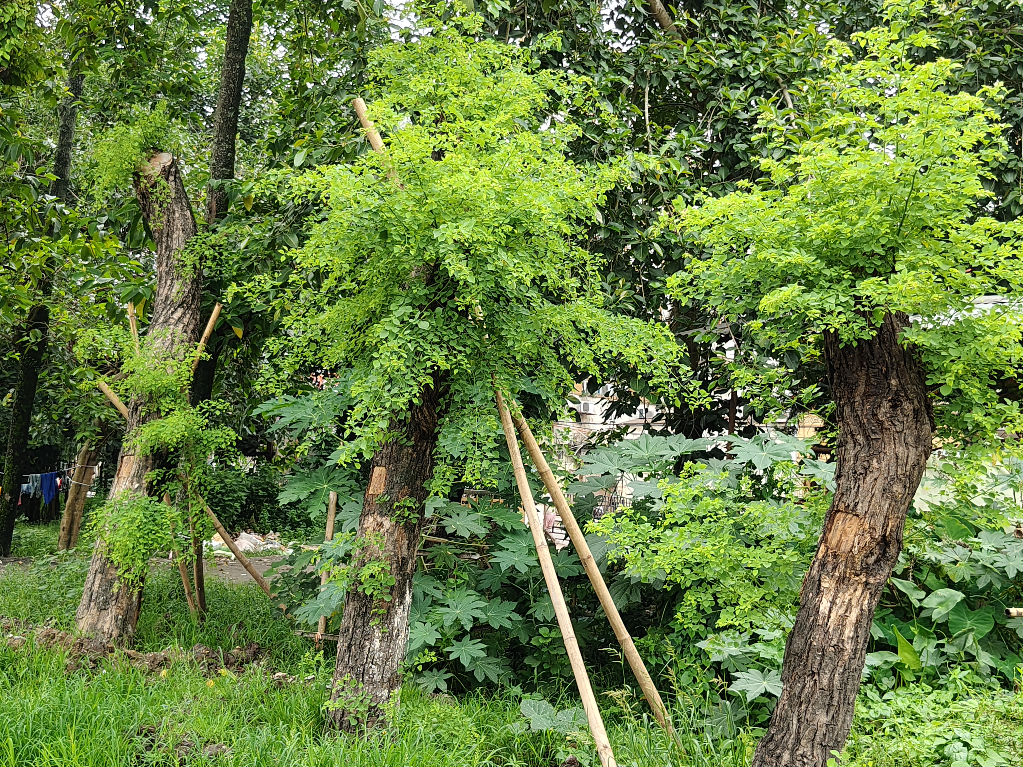 recent transfer trees from Ambari to Brahmaputra riverbank alive