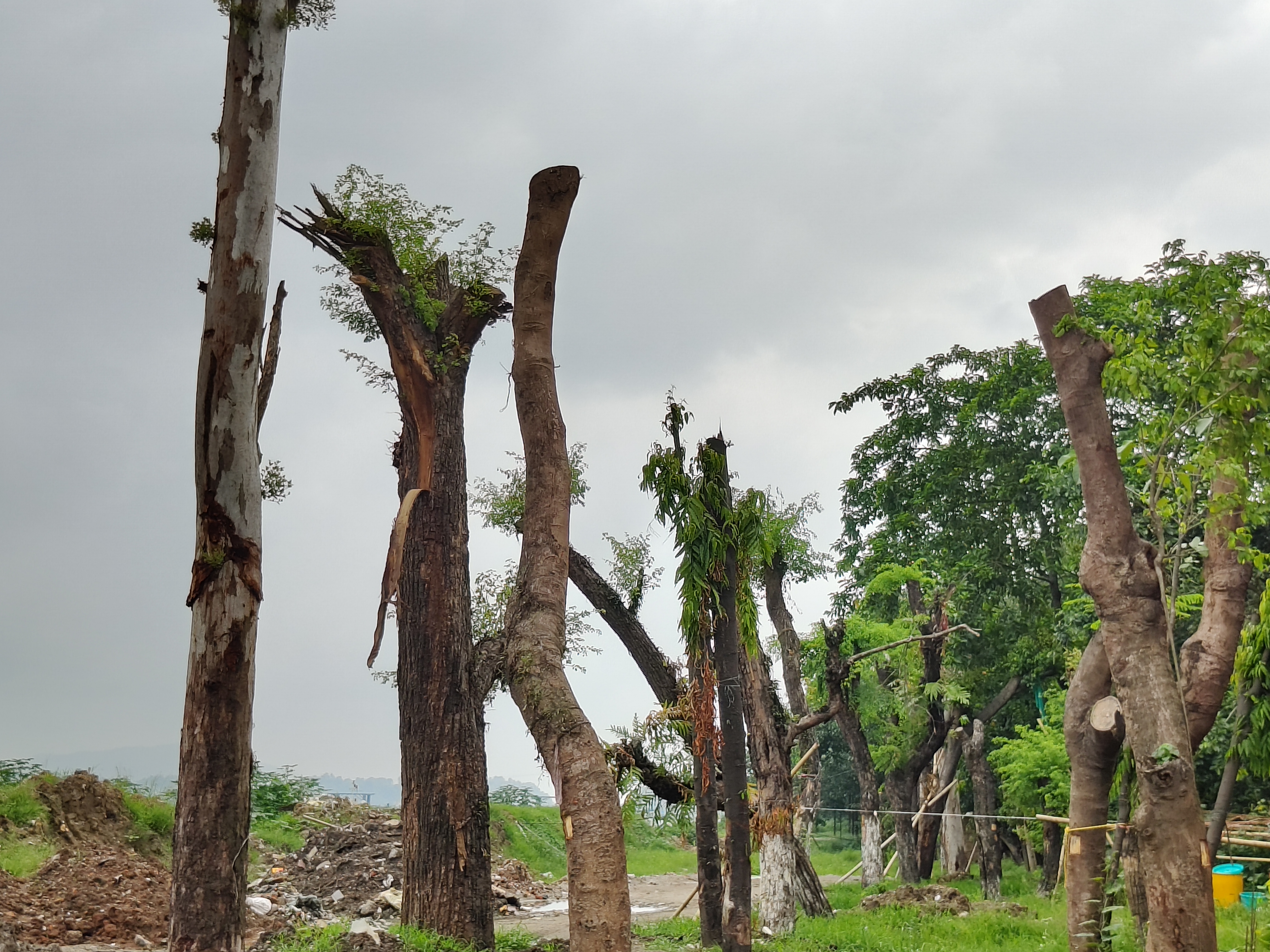 recent transfer trees from Ambari to Brahmaputra riverbank alive