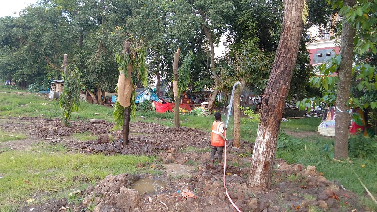 recent transfer trees from Ambari to Brahmaputra riverbank alive