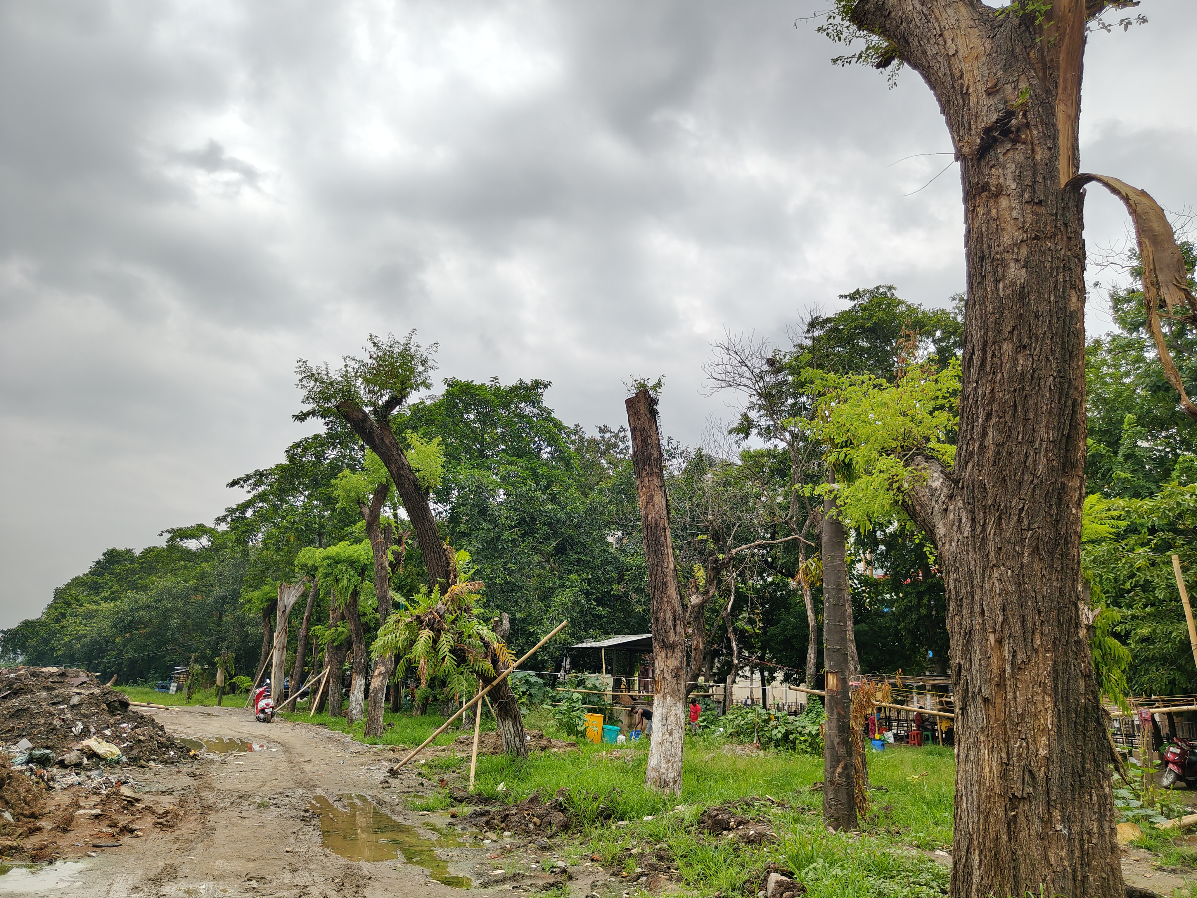 recent transfer trees from Ambari to Brahmaputra riverbank alive