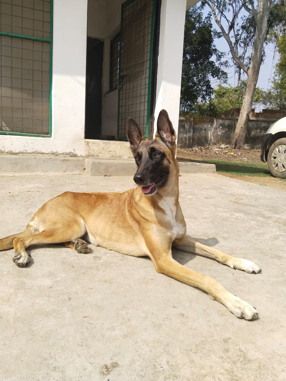 Dog Protecting Tigers