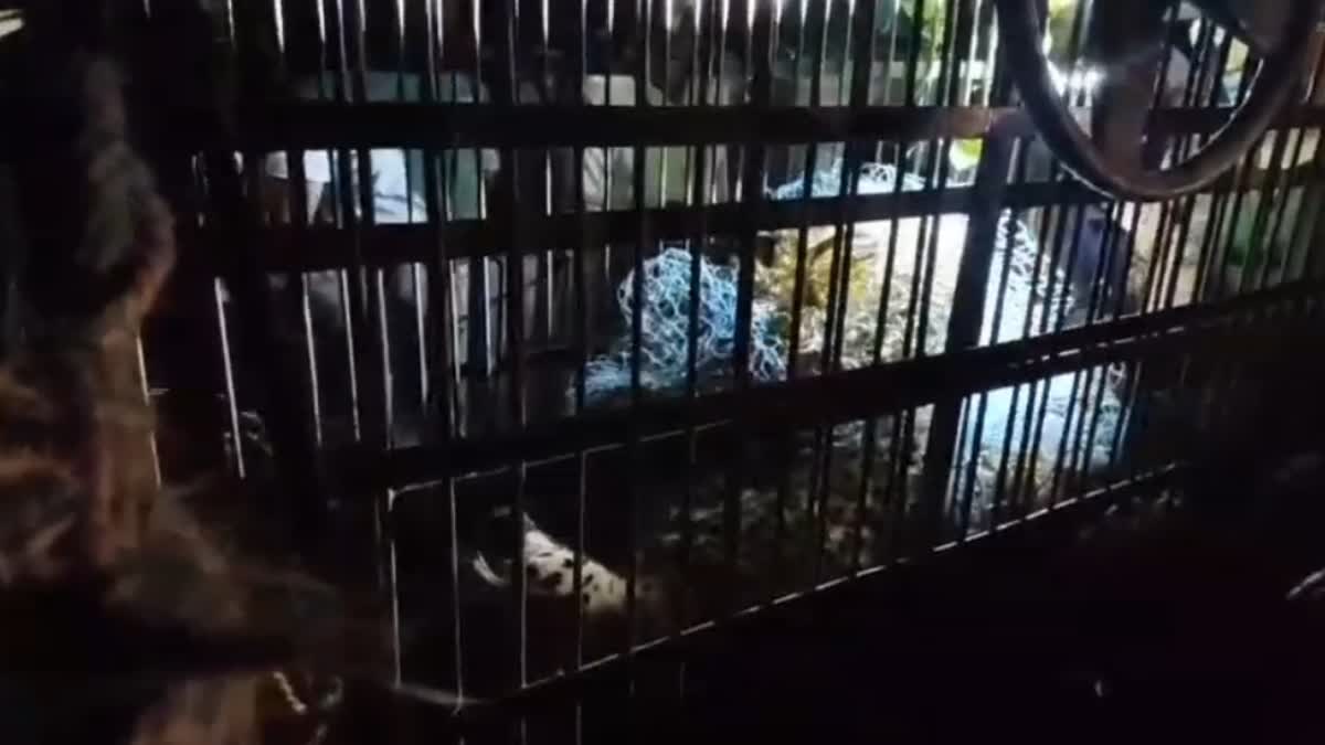 Almora Leopard Terror