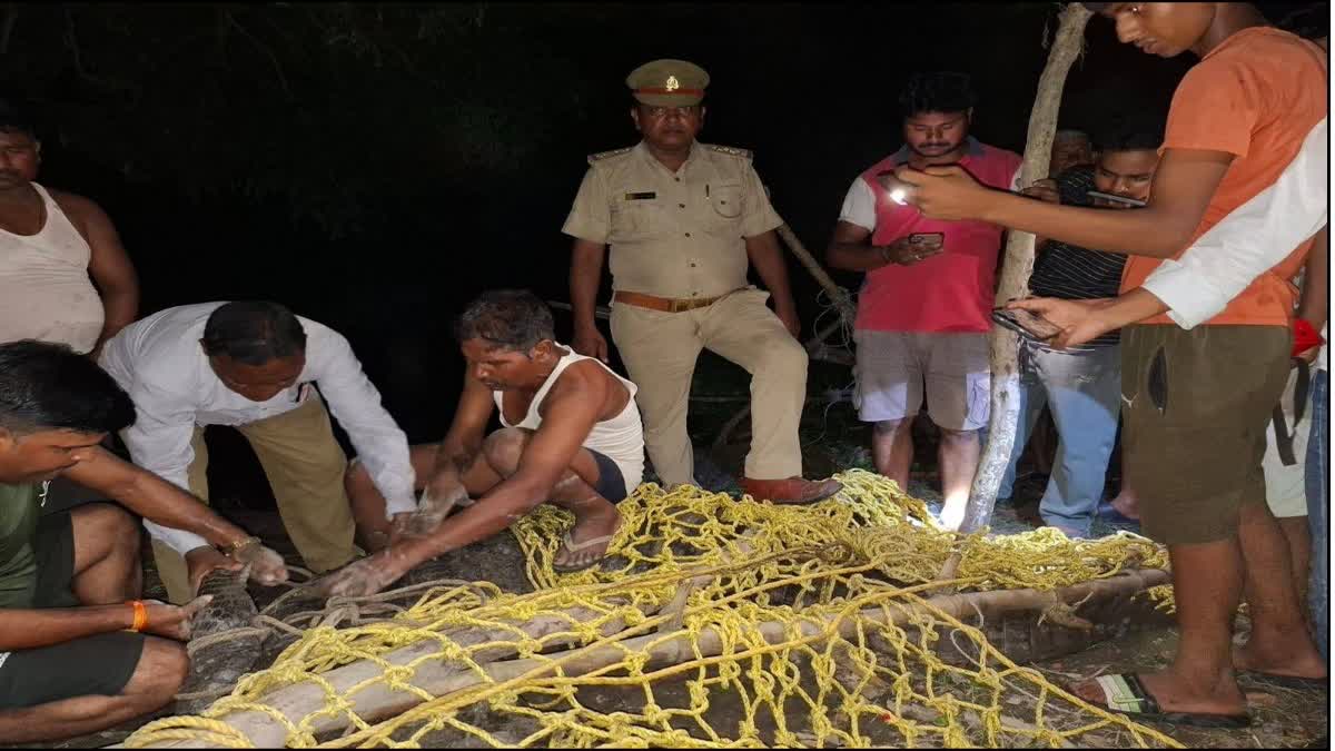 मझगई कस्बे के लोगों ने पकड़ा मगरमच्छ.