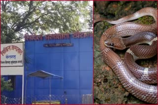 Snake Bite Cases