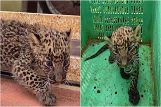 Two-month-old leopard cub rescued
