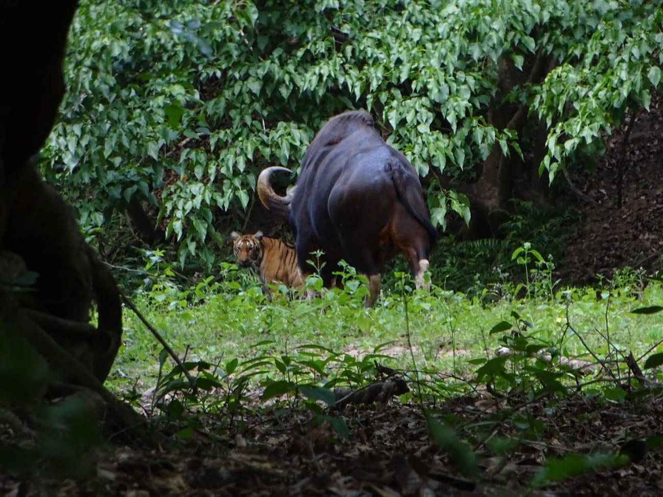 TIGER MANs JOURNEY INTO THE WILD PARAMBIKULAM TIGER RESERVE TIGER MANs 26 YEAR WILD JOURNEY READING THE LANGUAGE OF TIGERS