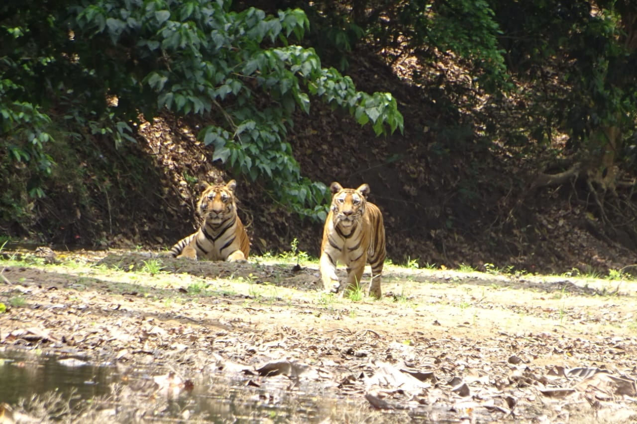 TIGER MANs JOURNEY INTO THE WILD PARAMBIKULAM TIGER RESERVE TIGER MANs 26 YEAR WILD JOURNEY READING THE LANGUAGE OF TIGERS