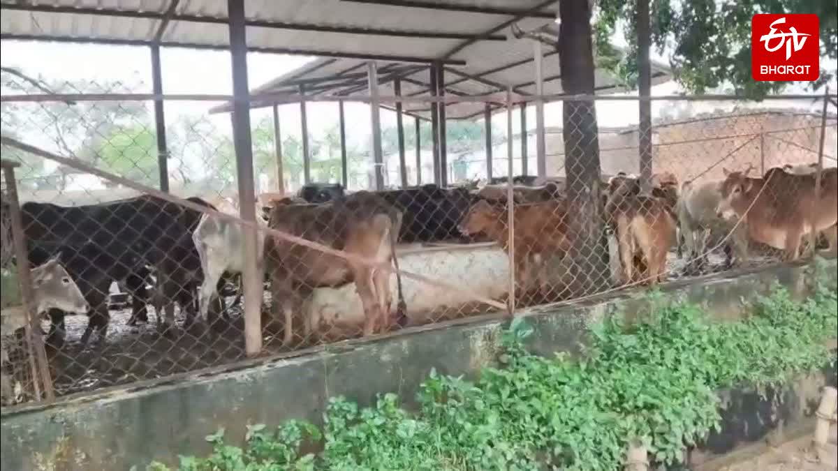 Animal Diseases