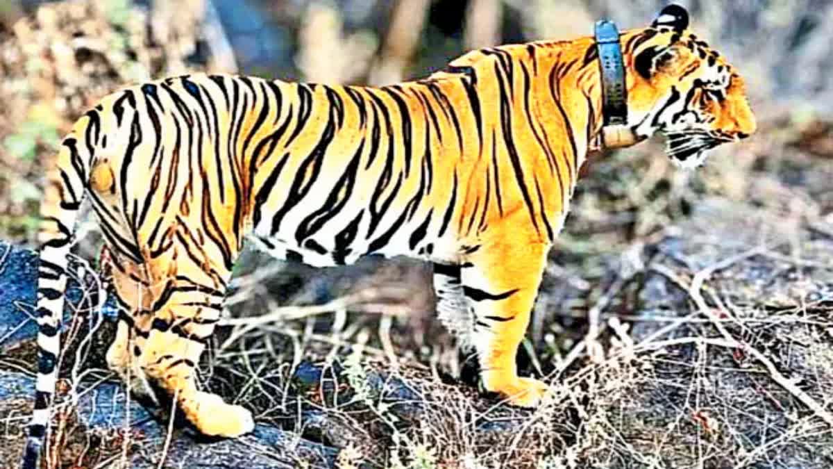 Tiger Again Spotted In Devipatnam