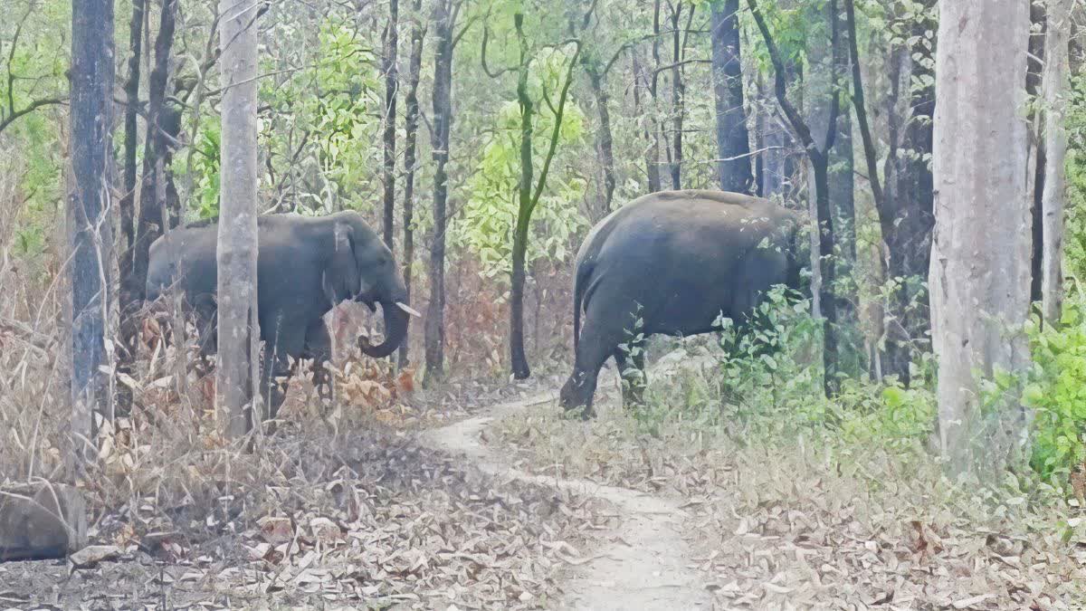 ELEPHANTS RAMPAGE RAMANUJGANJ