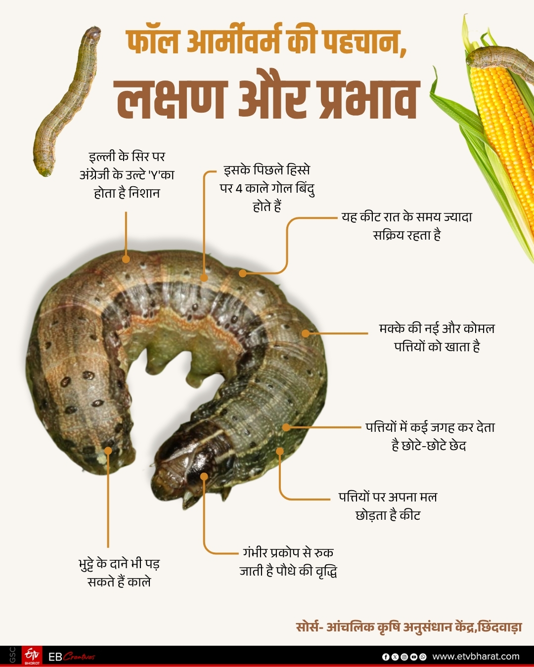 FALL ARMYWORM DESTROYED CROPS