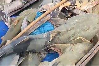 கண்டக் ஆற்றில் அடித்து வரப்பட்ட மீன்கள்