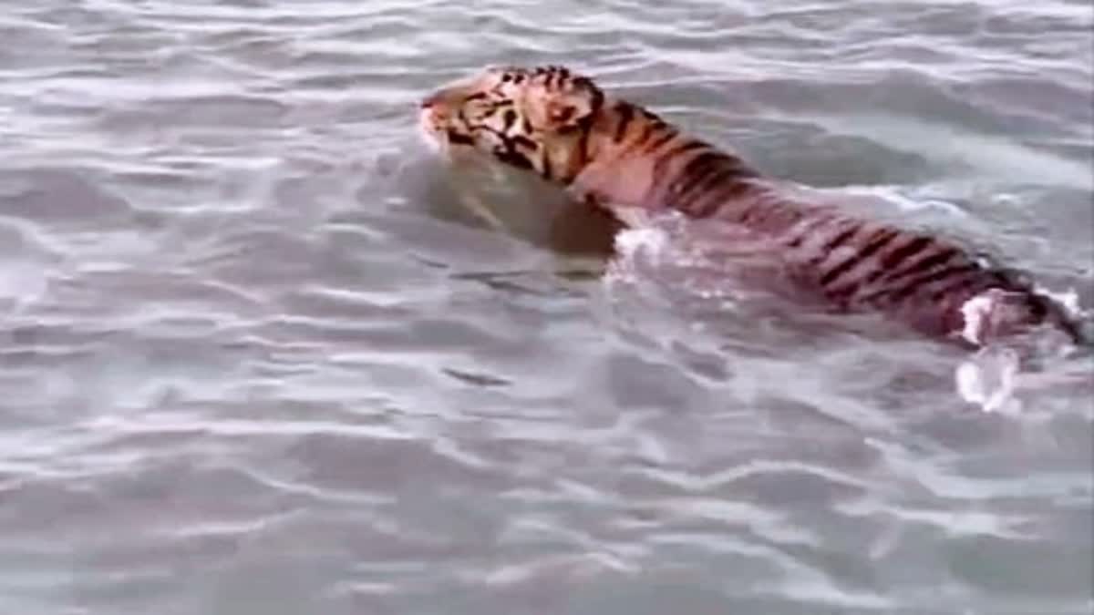 Royal Bengal Tiger in Sundarbans