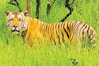 Tiger Census Workshop Conduct in Prakasam District