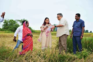 strange fungus on paddy raised concerns for  government in Jharkhand