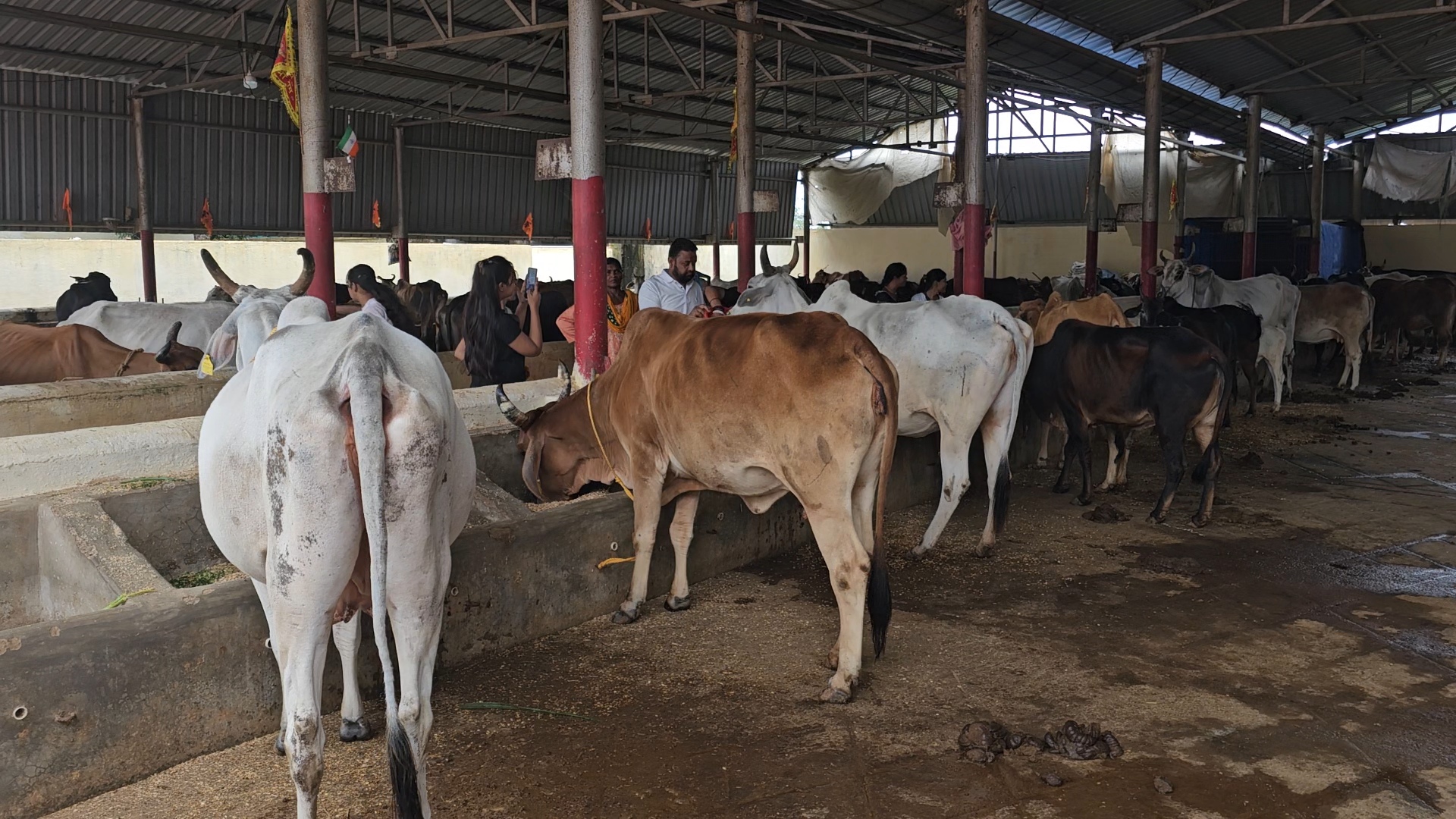 No Students Here But Only Cows! Hazaribagh’s Gaushala Reinvents The Idea Of A Hostel