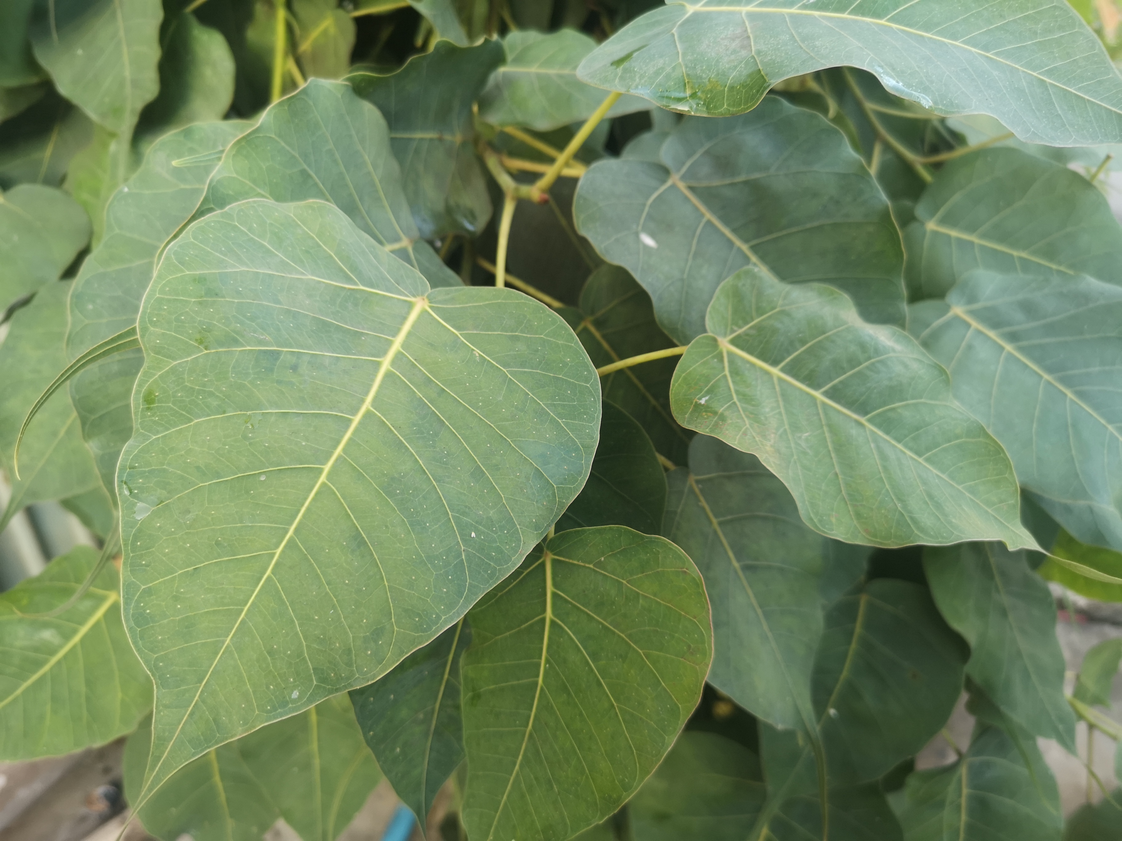 PEEPAL LEAVES BENEFITS HEALTH BENEFITS OF FICUS RELIGIOSA BENEFITS OF FICUS RELIGIOSA LEAVES ಅಶ್ವತ್ಥಮರದ ಎಲೆ ಆರೋಗ್ಯದ ಪ್ರಯೋಜನಗಳು