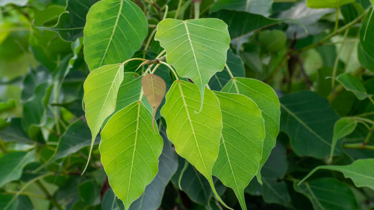 PEEPAL LEAVES BENEFITS HEALTH BENEFITS OF FICUS RELIGIOSA BENEFITS OF FICUS RELIGIOSA LEAVES ಅಶ್ವತ್ಥಮರದ ಎಲೆ ಆರೋಗ್ಯದ ಪ್ರಯೋಜನಗಳು