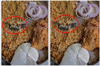 A Lizard In A restaurant In Hyderabad