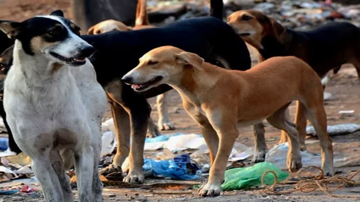 stray dogs vaccination