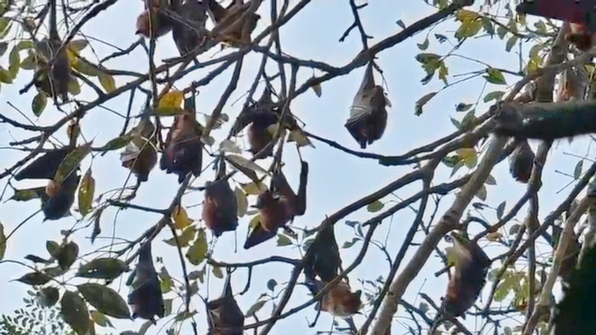 UNIQUE VILLAGE IN BIHAR