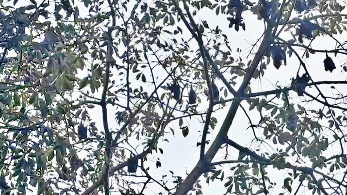 UNIQUE VILLAGE IN BIHAR