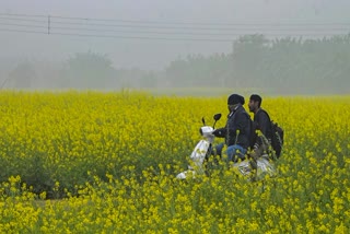 Winter Morning in Bengal