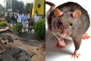 indore Rat terror