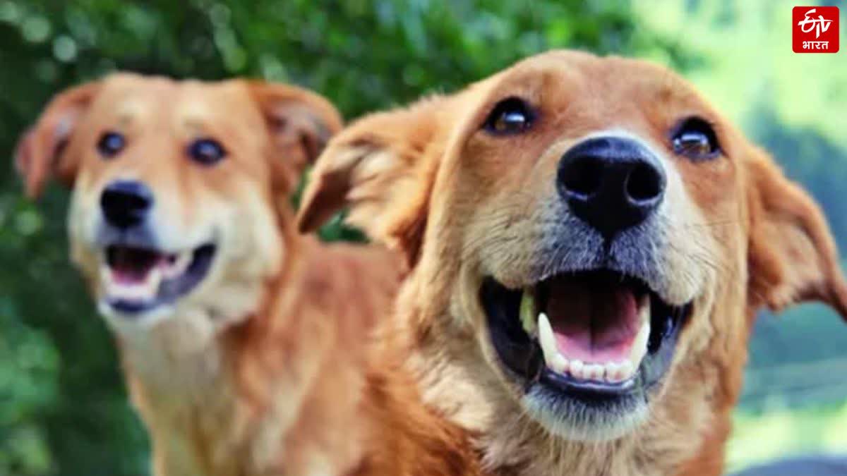 कुत्तों