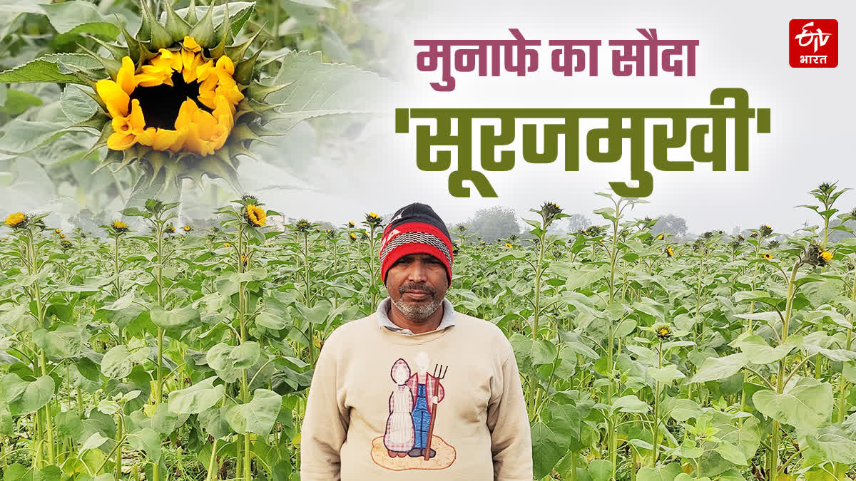 Sunflower cultivation in Faridabad