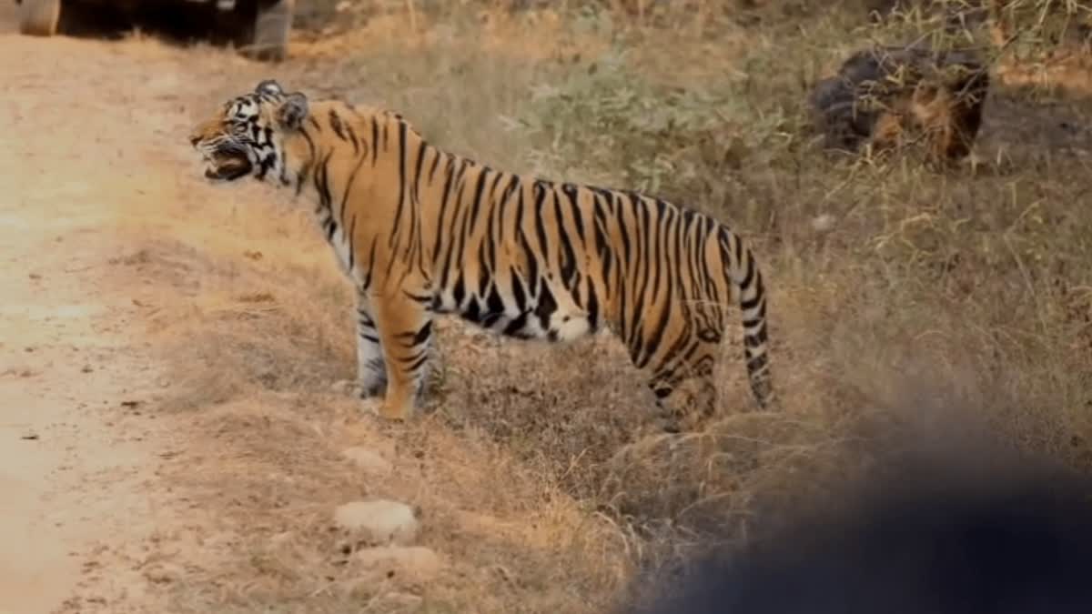 tigress Chakradhara reaction