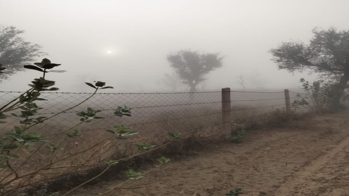 Dense fog covered Sikar this morning