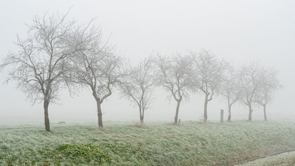 MADHYA PRADESH SEVERE COLD