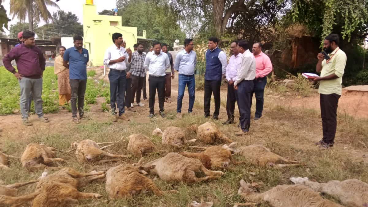 CHIKKABALLAPUR  MASS SHEEP DEATHS IN CHINTAMANI  ಚಿಂತಾಮಣಿ ಕುರಿಗಳ ಸಾವು  ಜಿಲ್ಲಾಧಿಕಾರಿ ಜಿ ಪ್ರಭು ಭರವಸೆ