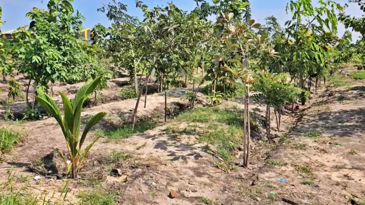 சோலைவனமாக காட்சியளிக்கும் குப்பை கிடங்கு