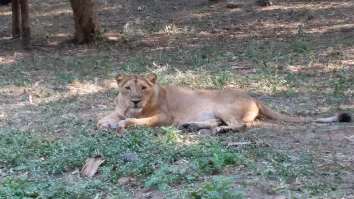 સિંહણની ફાઈલ તસવીર