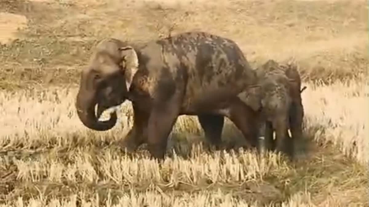 ELEPHANT ATTACK MAN IN LATEHAR