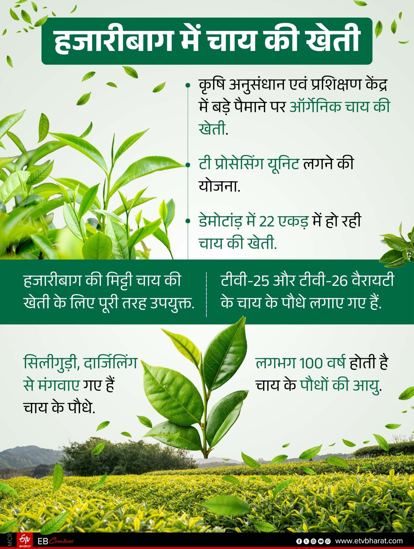 TEA PLANTATIONS IN HAZARIBAG