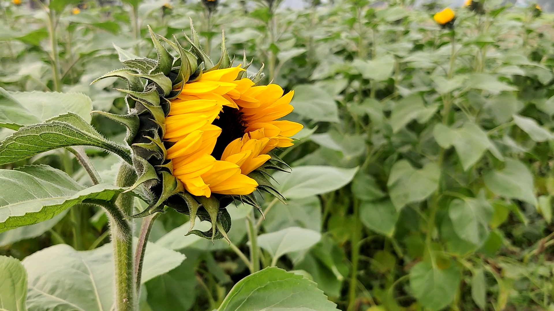 Sunflower cultivation in Faridabad